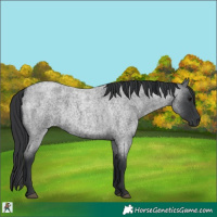 Horse Color:Blue Roan 