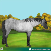 Horse Color:Blue Roan 