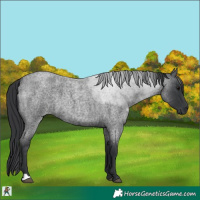 Horse Color:Blue Roan 