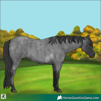 Horse Color:Blue Roan 