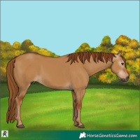 Horse Color:Gray Red Dun