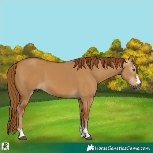 Horse Color:Gray Red Dun 