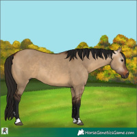Horse Color:Gray Bay Dun