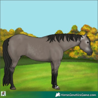 Horse Color:Gray Grullo 