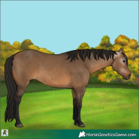 Horse Color:Gray Bay Dun 