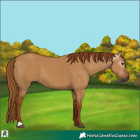 Horse Color:Gray Red Dun 