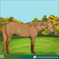 Horse Color:Gray Red Dun 