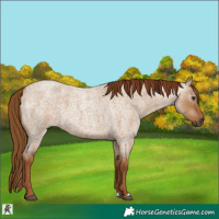 Horse Color:Gray Red Dun Roan 