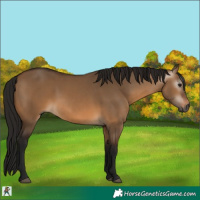 Horse Color:Gray Bay Dun