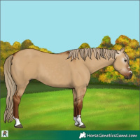 Horse Color:Gray Red Dun 