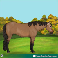 Horse Color:Gray Bay Dun 