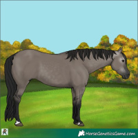 Horse Color:Gray Smoky Grullo 
