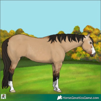 Horse Color:Gray Bay Dun 