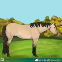 Horse Color:Gray Buckskin Dun 