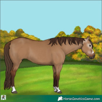Horse Color:Gray Red Dun 