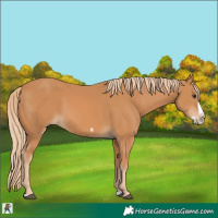 Horse Color:Chestnut Splash Frame