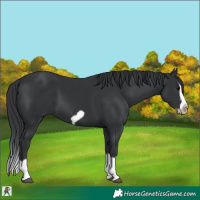 Horse Color:Black Splash Frame 