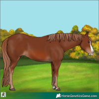Horse Color:Chestnut Splash Frame