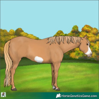 Horse Color:Chestnut Splash Frame 