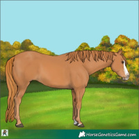 Horse Color:Chestnut Splash Frame
