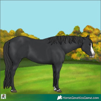 Horse Color:Black Splash Frame