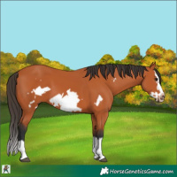 Horse Color:Bay Splash Frame