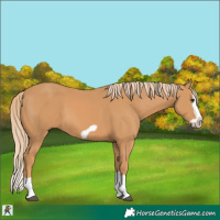 Horse Color:Chestnut Splash Frame 