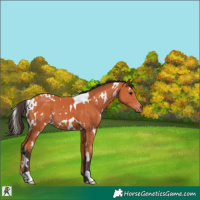 Horse Color:White Spotted Bay 