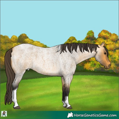 Horse Color:Buckskin Roan Tobiano