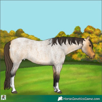 Horse Color:Buckskin Roan Tobiano 