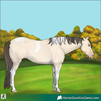 Horse Color:Amber Cream Champagne Roan Tobiano 