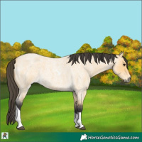 Horse Color:Buckskin Roan Tobiano 