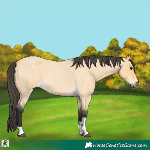 Horse Color:Buckskin Roan Tobiano 