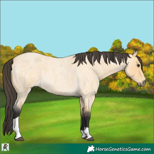 Horse Color:Buckskin Roan Tobiano