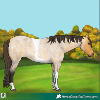 Horse Color:Buckskin Roan Tobiano 