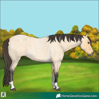 Horse Color:Buckskin Roan Tobiano 