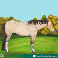 Horse Color:Buckskin Roan Tobiano 