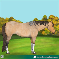 Horse Color:Buckskin Roan Tobiano 
