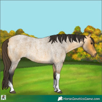 Horse Color:Buckskin Roan Tobiano 