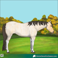 Horse Color:Buckskin Roan Tobiano 