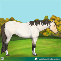 Horse Color:Buckskin Roan Tobiano 
