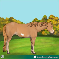 Horse Color:Chestnut Frame