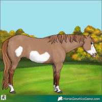Horse Color:Red Dun Frame 