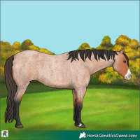 Horse Color:Bay Roan Frame 