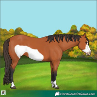 Horse Color:Bay Frame