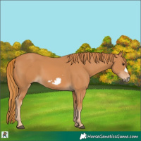 Horse Color:Chestnut Frame