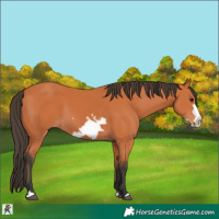 Horse Color:Bay Frame 