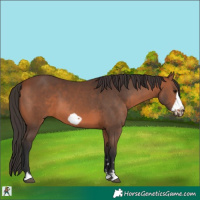 Horse Color:Bay Frame 