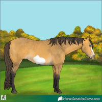 Horse Color:Buckskin Frame 