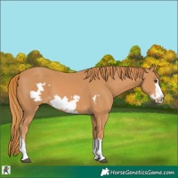 Horse Color:Chestnut Frame